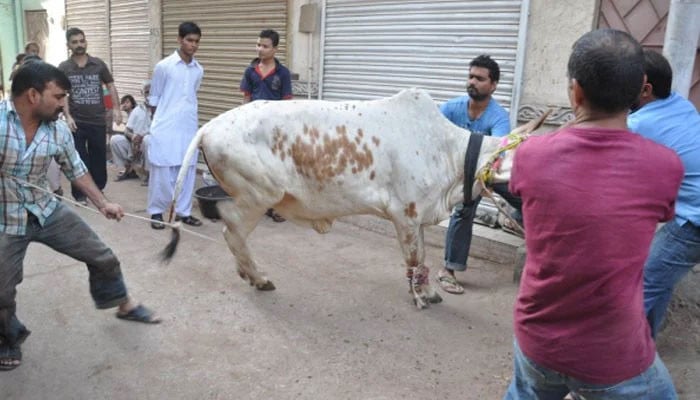 پاکستان-میں-عیدالاضحیٰ-پر-قربان-کیے-گئے-جانوروں-کی-تعداد-سامنے-آگئی