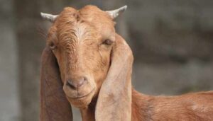 سرگودھا:-باغ-خراب-کرنے-پر-بکری-کو-مار-دیا-گیا