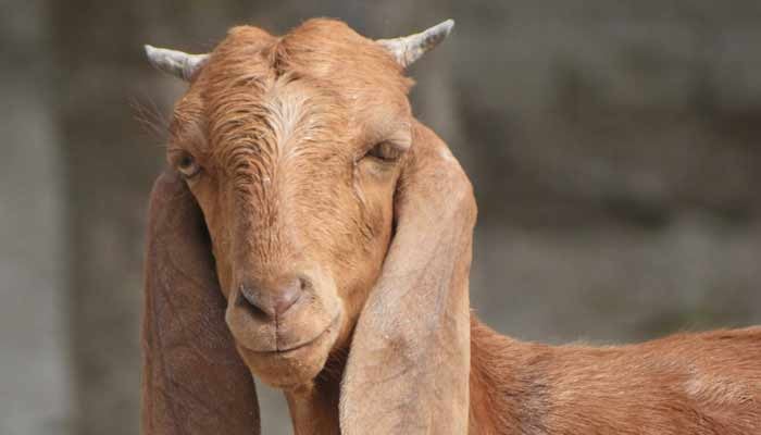 سرگودھا:-باغ-خراب-کرنے-پر-بکری-کو-مار-دیا-گیا