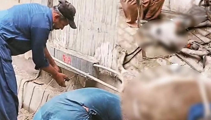 کراچی،-منگھو-پیر-میں-کرنٹ-لگنے-سے-دو-گدھے-مرگئے