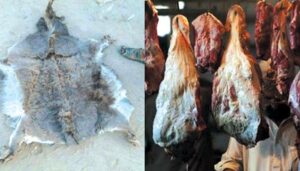 ڈی-جی-خان:-مردہ-جانوروں-کا-30-من-گوشت-برآمد،-4-افراد-گرفتار